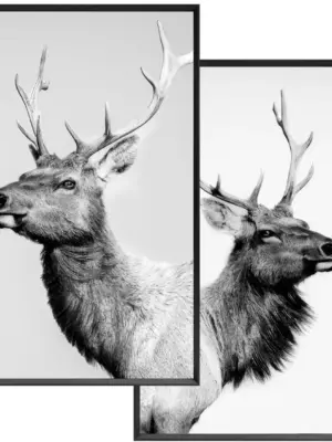Wandbilder 2fach sortiert | Deer | 20×30 cm