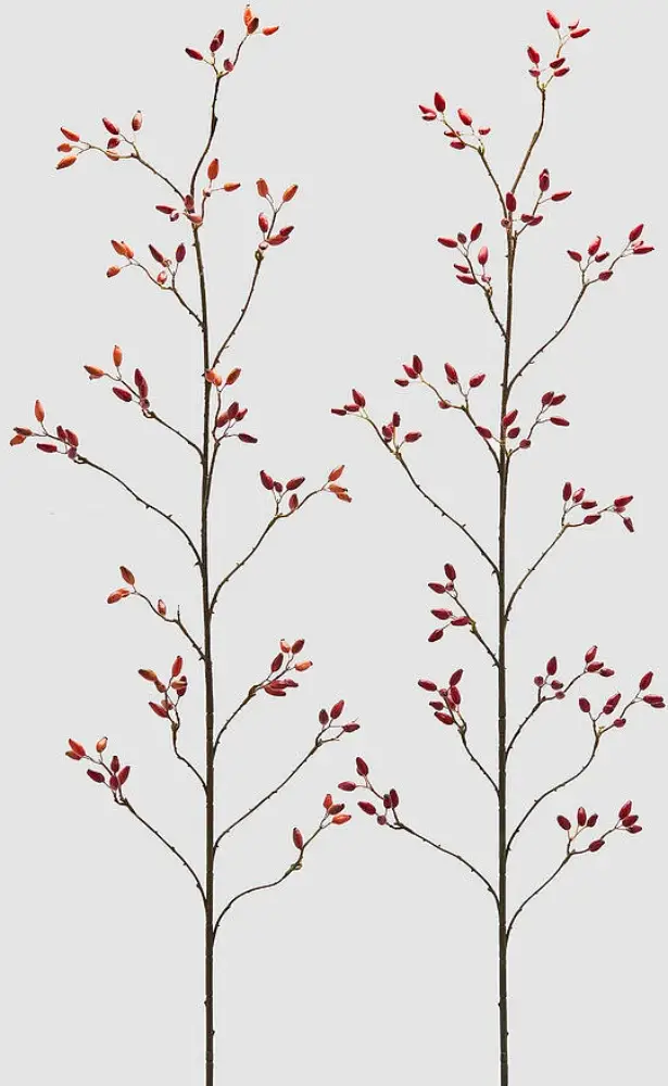 Hagebutte | mix Red 150 cm |